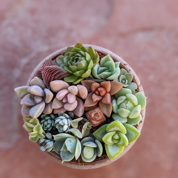 40 Succulent Plant Cuttings Various Types - Picture 15 of 15